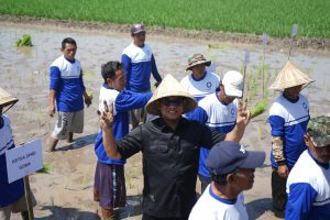 Berita Viral! Rona Bahagia Terpancar dari Wakil Ketua I DPRD GOWA saat Tanam Padi untuk Kelompok Tani