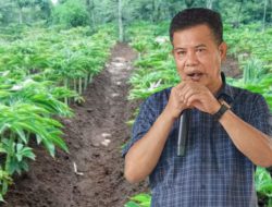 Ramli Siddik Dorong Pengembangan Pengelolaan Porang di Kabupaten Gowa