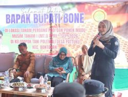 Ketua DPRD Bone Apresiasi Panen Madu dan Tanam Perdana Padi Organik di Desa Pattuku