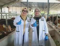 Bupati Barru Tinjau Karantina Garongkong, Pastikan 117 Ternak Sehat Idul Adha