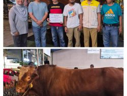 Kecamatan Wajo Menerima Bantuan Sapi Kurban Dari Presiden RI Prabowo Subianto 