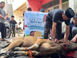 Sinergi DPC Wahdah Islamiyah Mariso dan Muslimah Wahdah Cabang Mariso Sembelih 10 Ekor Sapi dan 1 Ekor Kambing