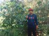 Dari Ketua DPRD Sulsel hingga Bupati Barru, Andi Ina Konsisten Perjuangkan Kebangkitan Kopi Gattareng